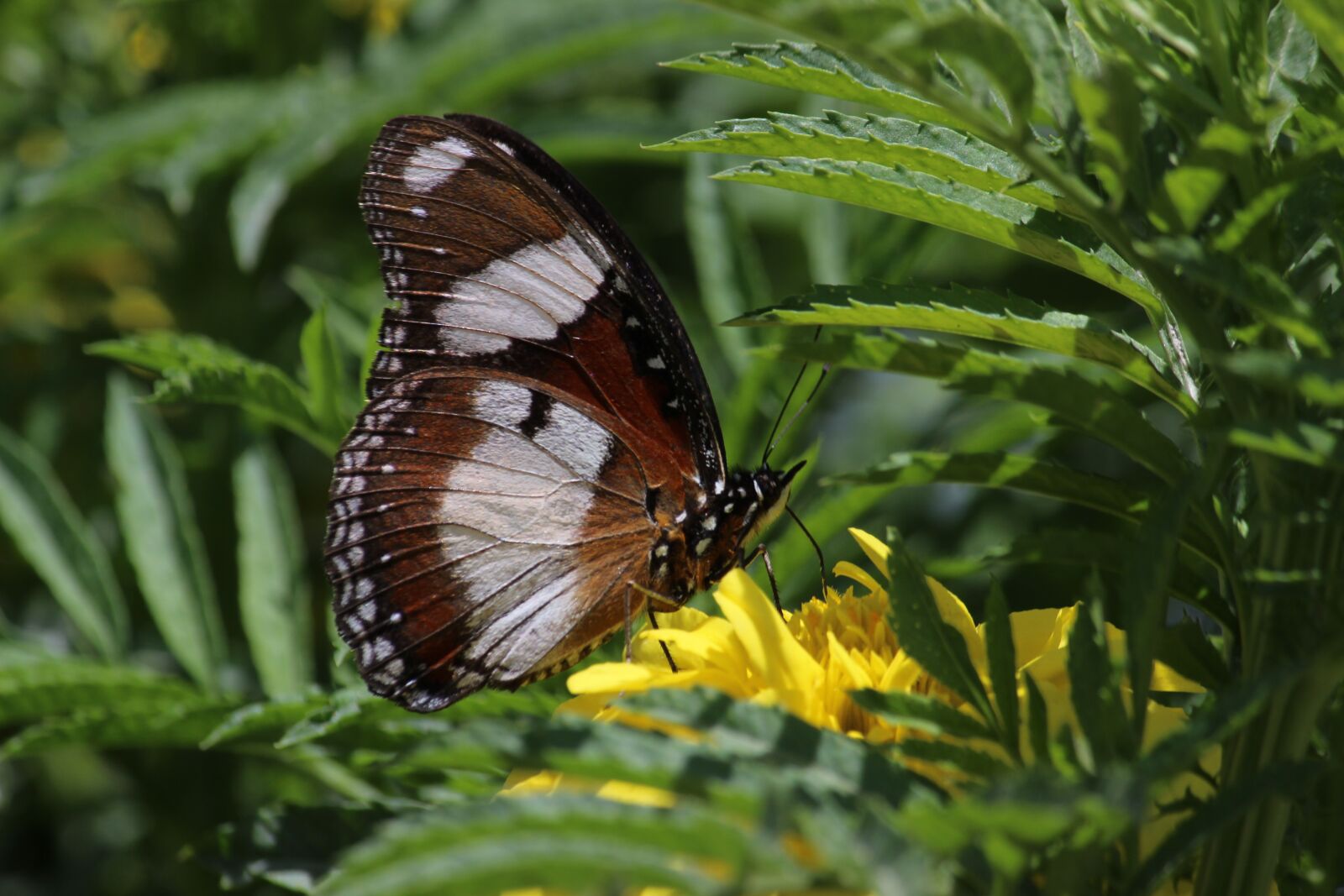 Canon EF-S 55-250mm F4-5.6 IS sample photo. Butterfly, green, insects photography