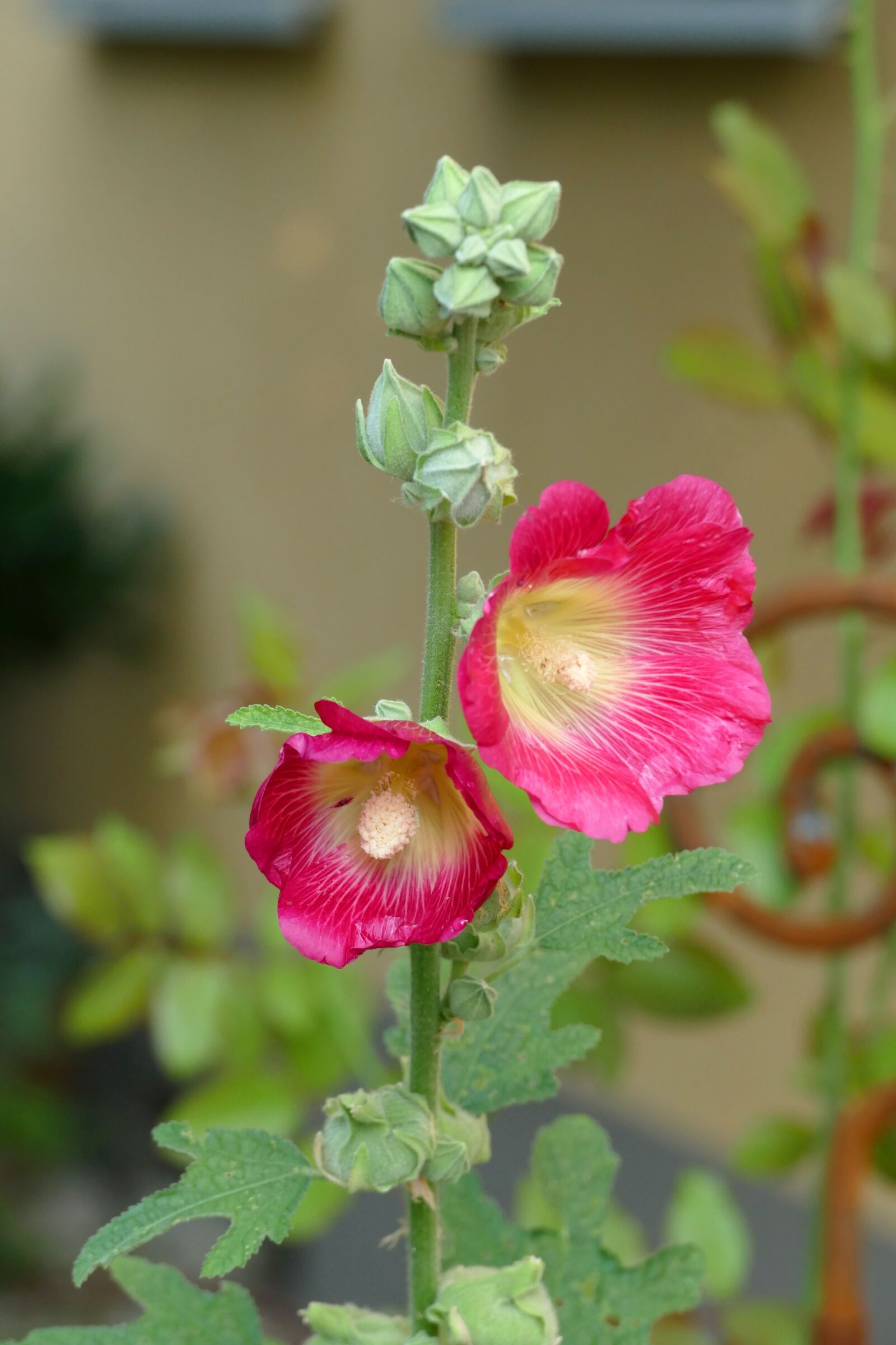 Panasonic Lumix DMC-FZ1000 sample photo. Hollyhocks, flower garden, close photography