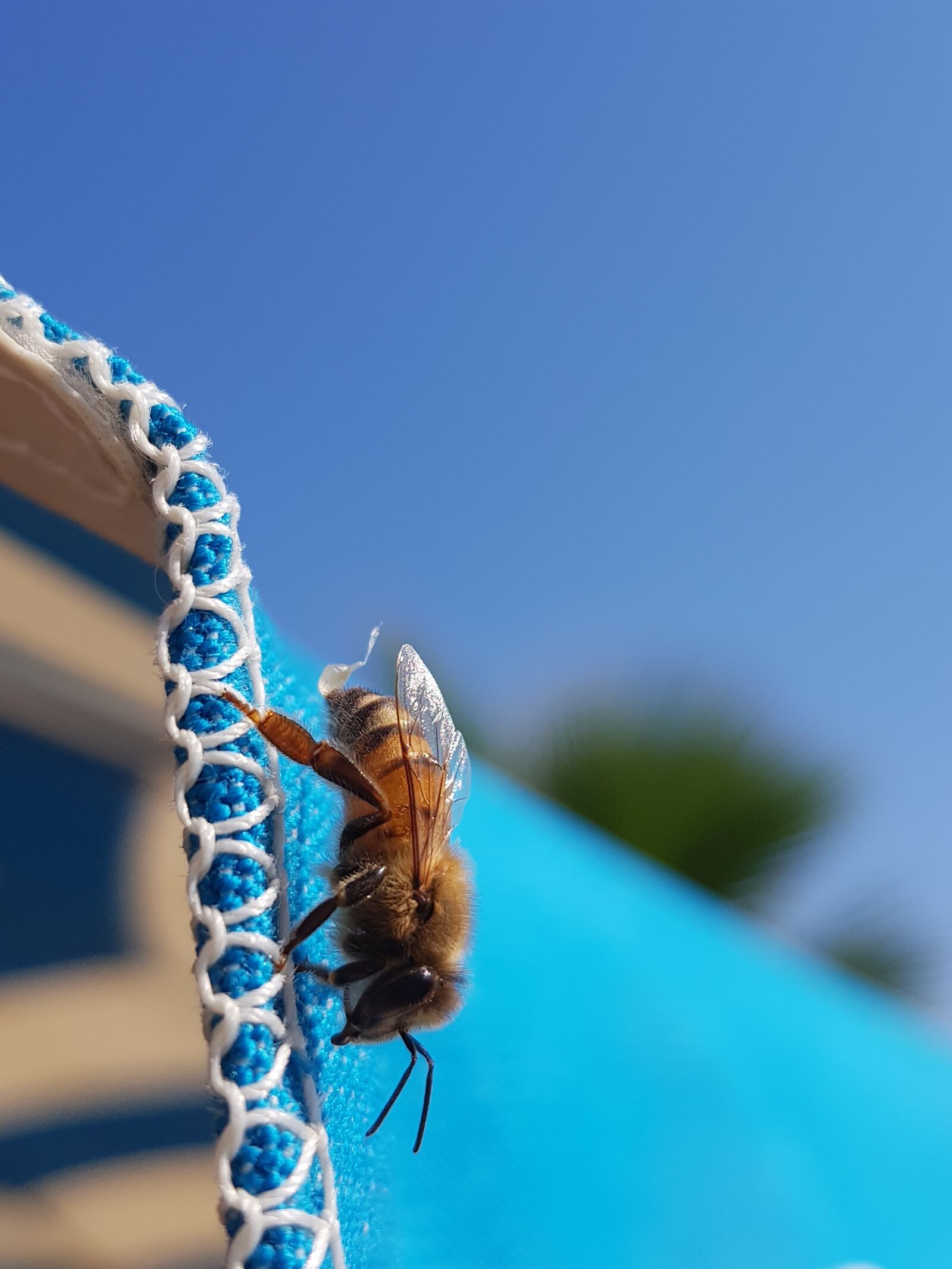 Samsung Galaxy S8+ sample photo. Nature, insects, insect photography