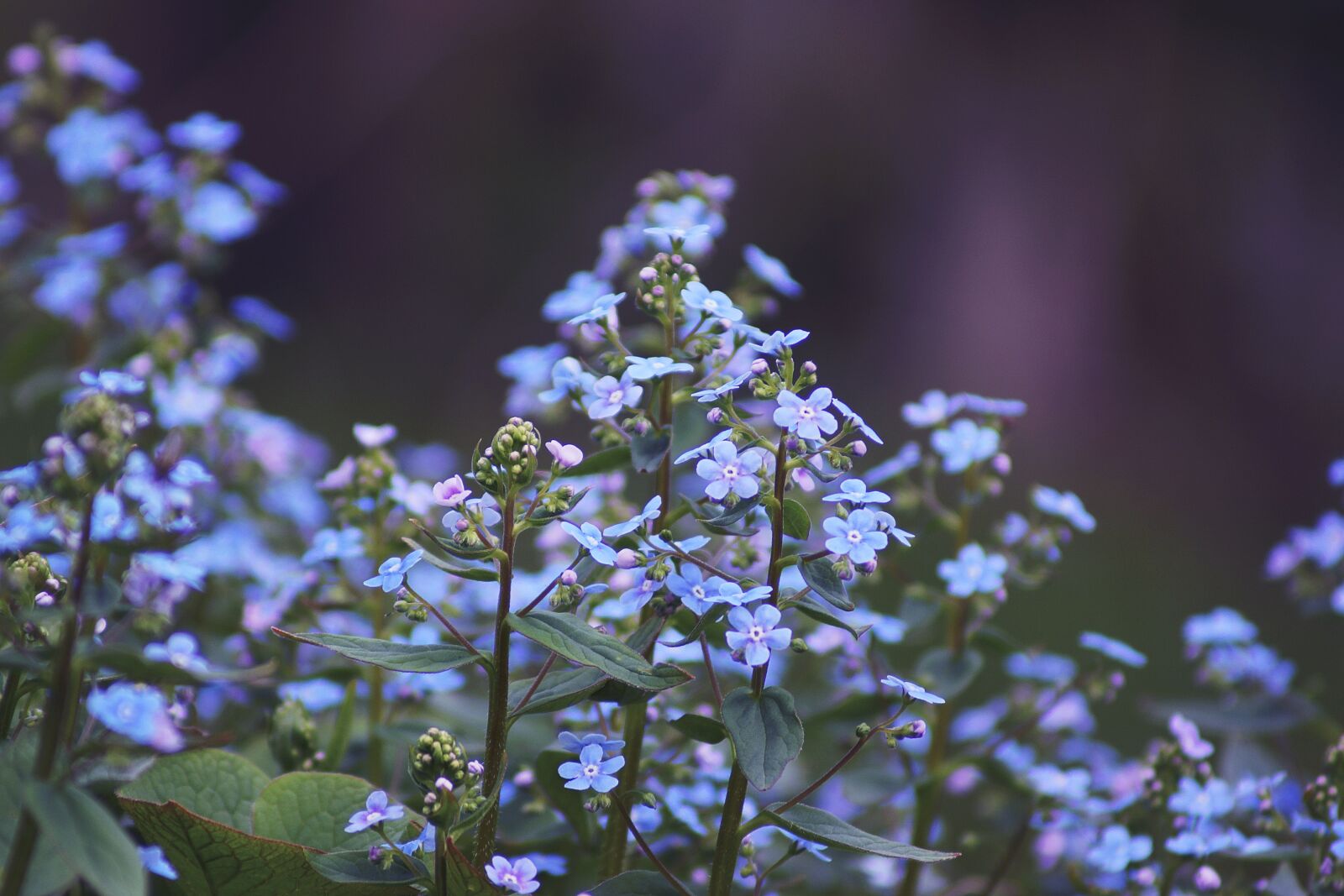 Sony SLT-A77 sample photo. Flower, spring, floral photography