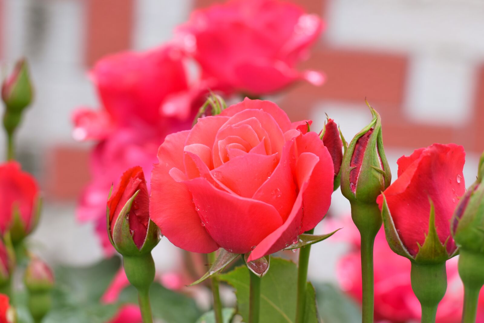 Nikon D3300 sample photo. Rose, flower, petal photography