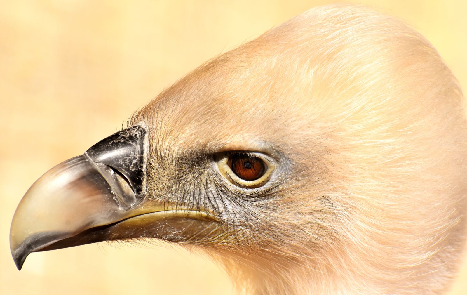 Nikon D7200 sample photo. Vulture, bird, bird of photography