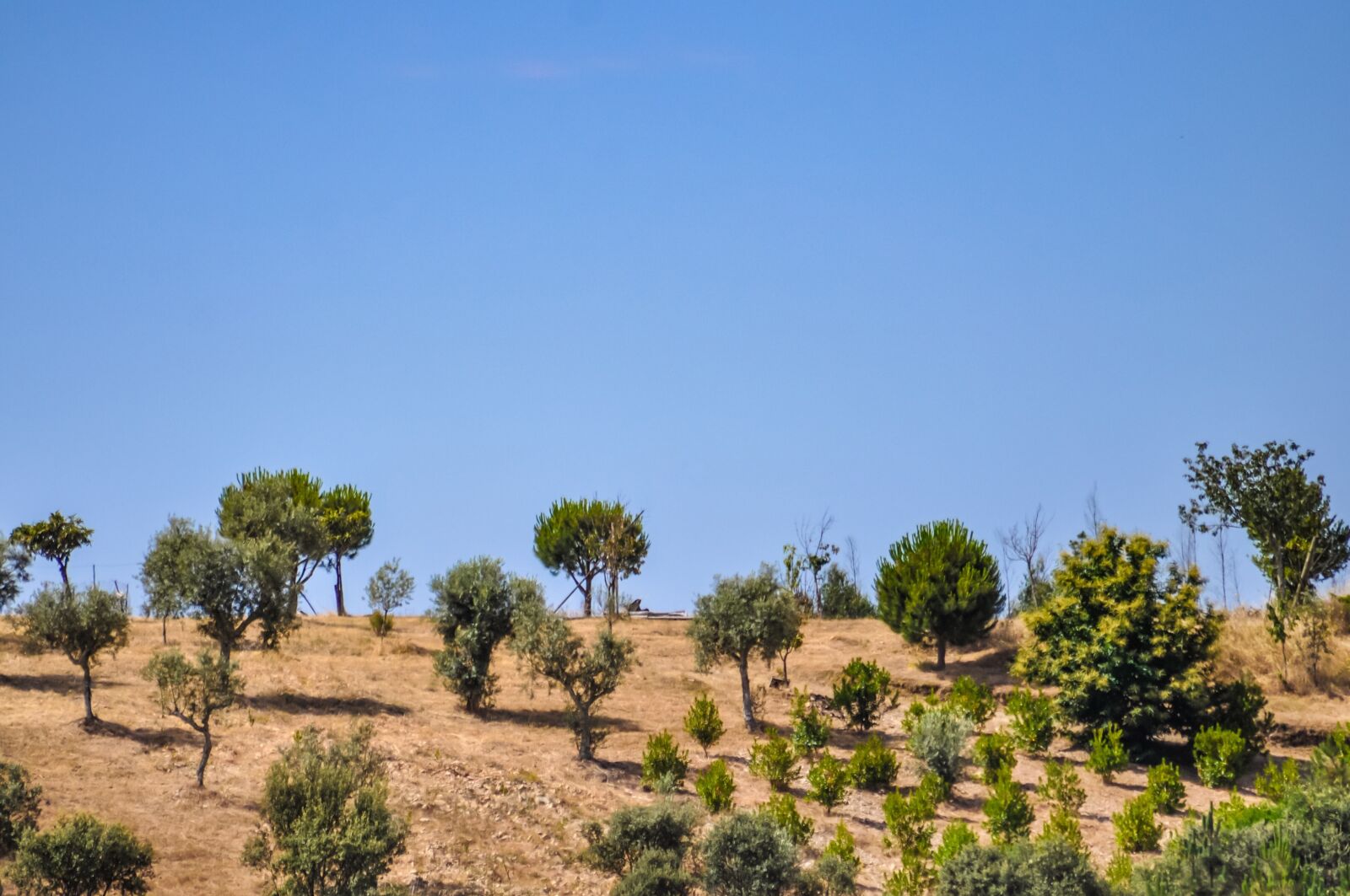 Nikon D90 sample photo. Field, farm, trees photography
