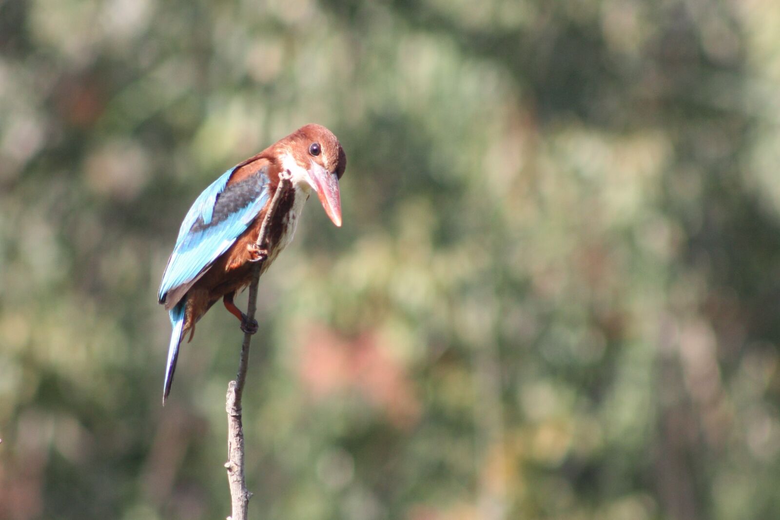 Canon EOS 450D (EOS Rebel XSi / EOS Kiss X2) sample photo. White-throated kingfisher, birds, animals photography