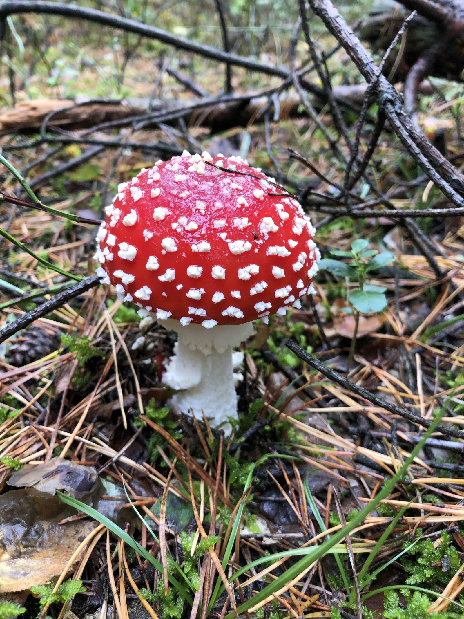 iPhone X back dual camera 4mm f/1.8 sample photo. Mushroom, fly agaric, forest photography