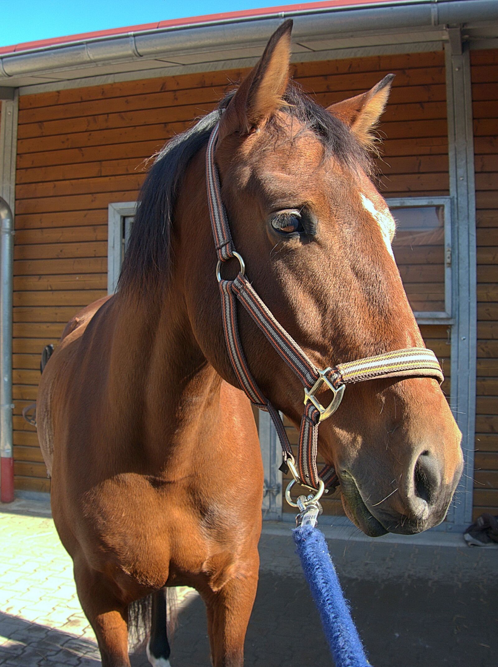 Panasonic Lumix DMC-G6 sample photo. Horse, horse head, reiter photography