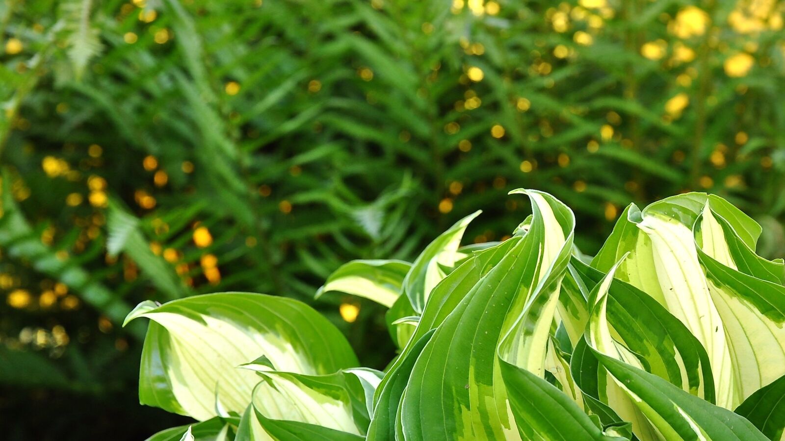 Nikon D90 sample photo. Spring, sunshine, green flowers photography