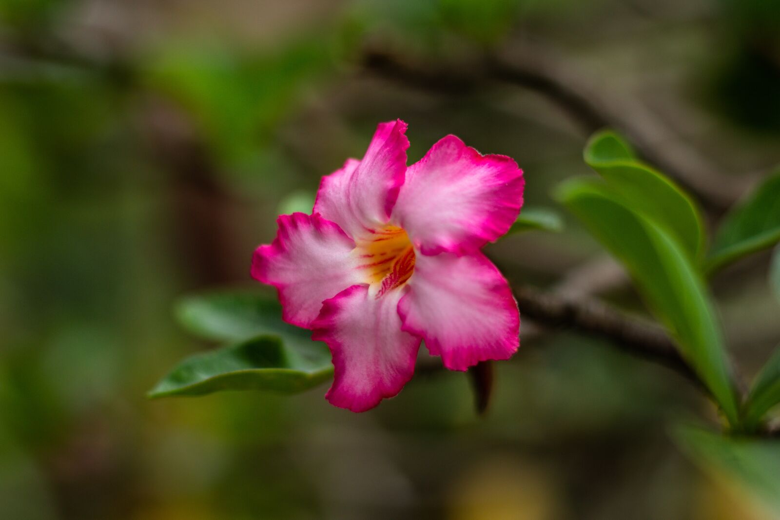 Canon EOS 700D (EOS Rebel T5i / EOS Kiss X7i) + Canon EF 50mm F1.8 STM sample photo. Invited to visit, flowers photography