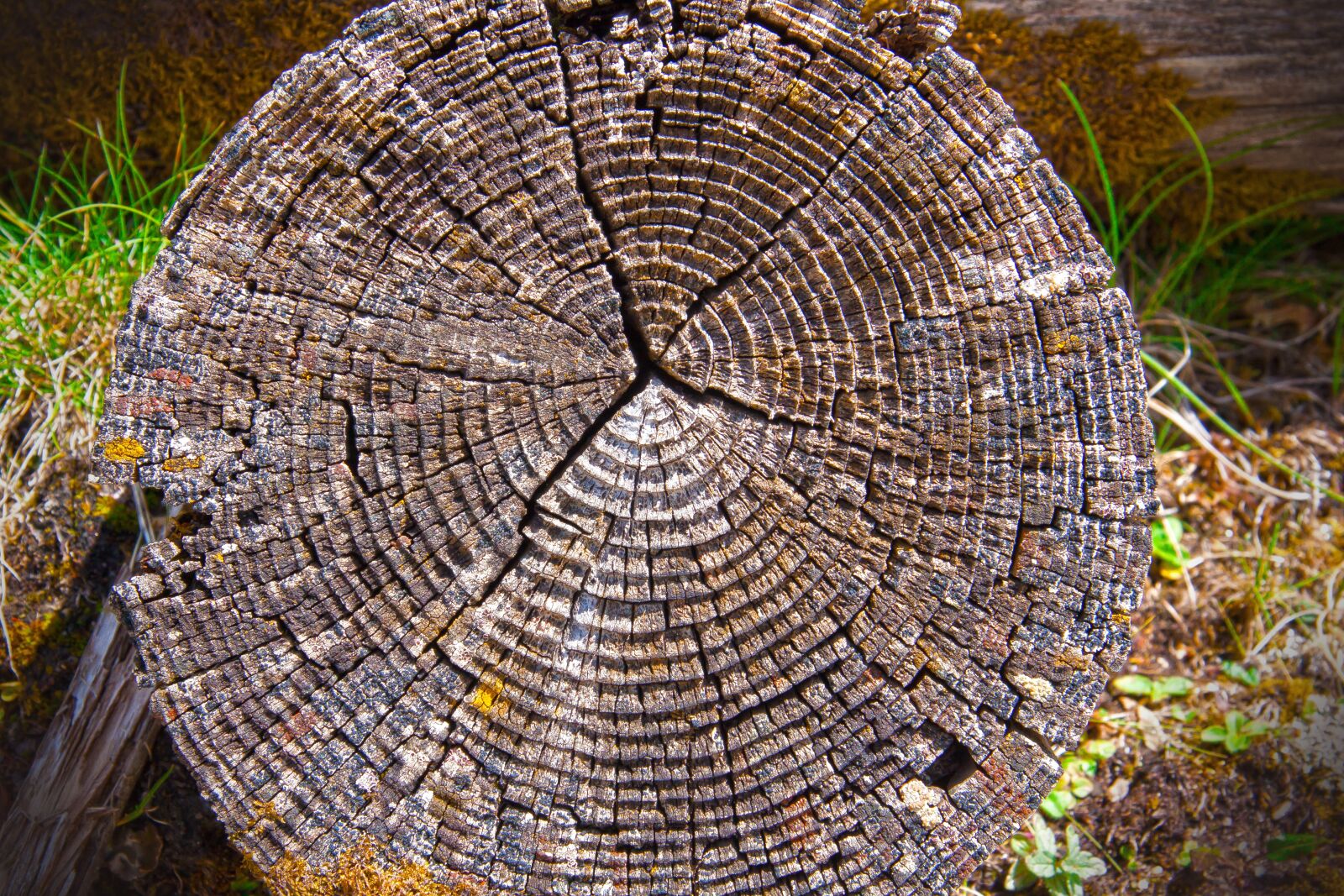 Canon EF-S 17-85mm F4-5.6 IS USM sample photo. Wood, annual rings, tribe photography