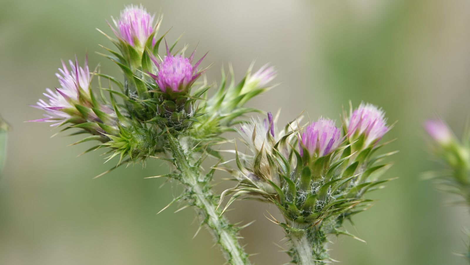 Sony Cyber-shot DSC-RX10 III sample photo. Thistle, wild flower, blue photography