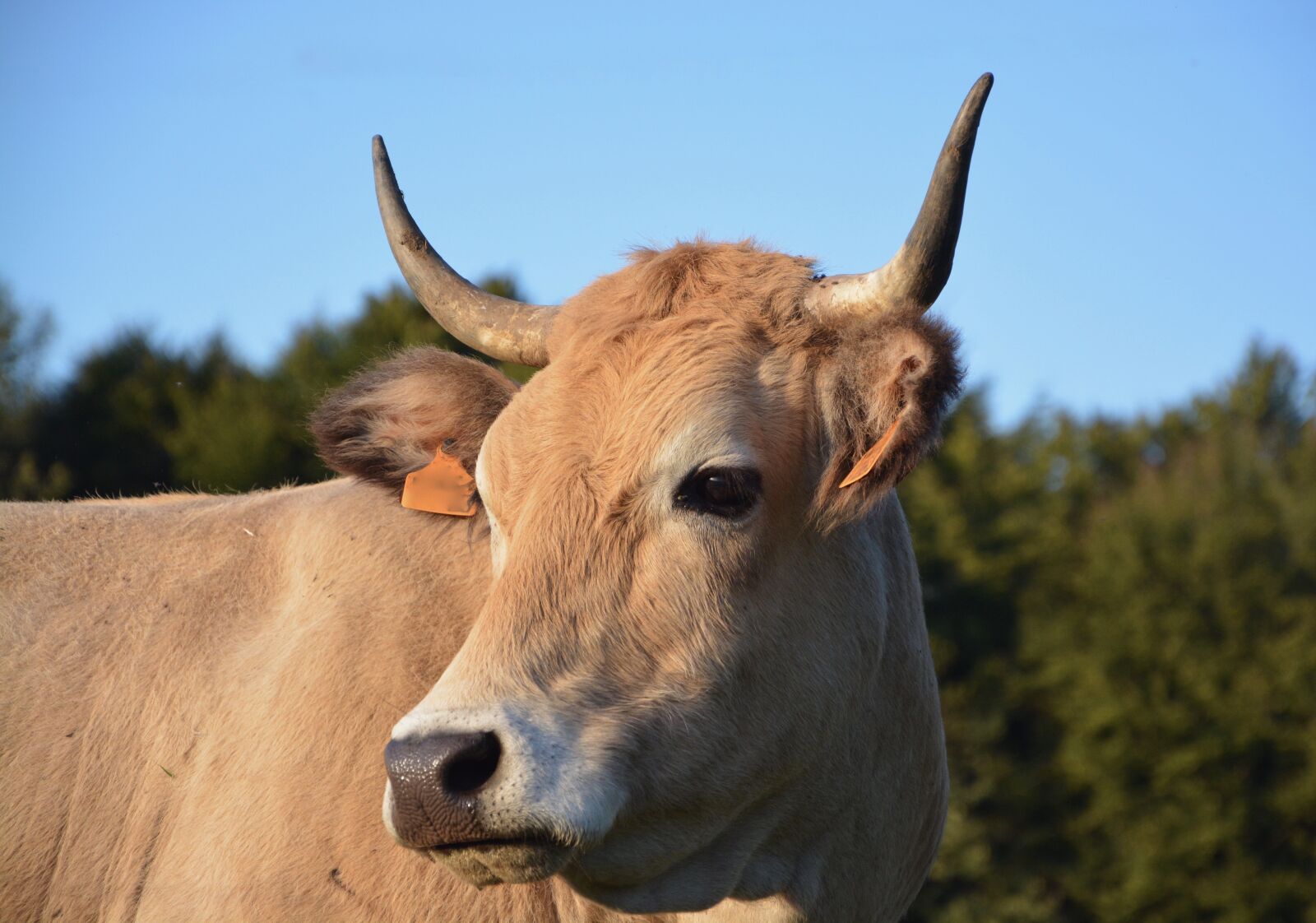 Nikon D5200 sample photo. Cow, pre, prairie photography