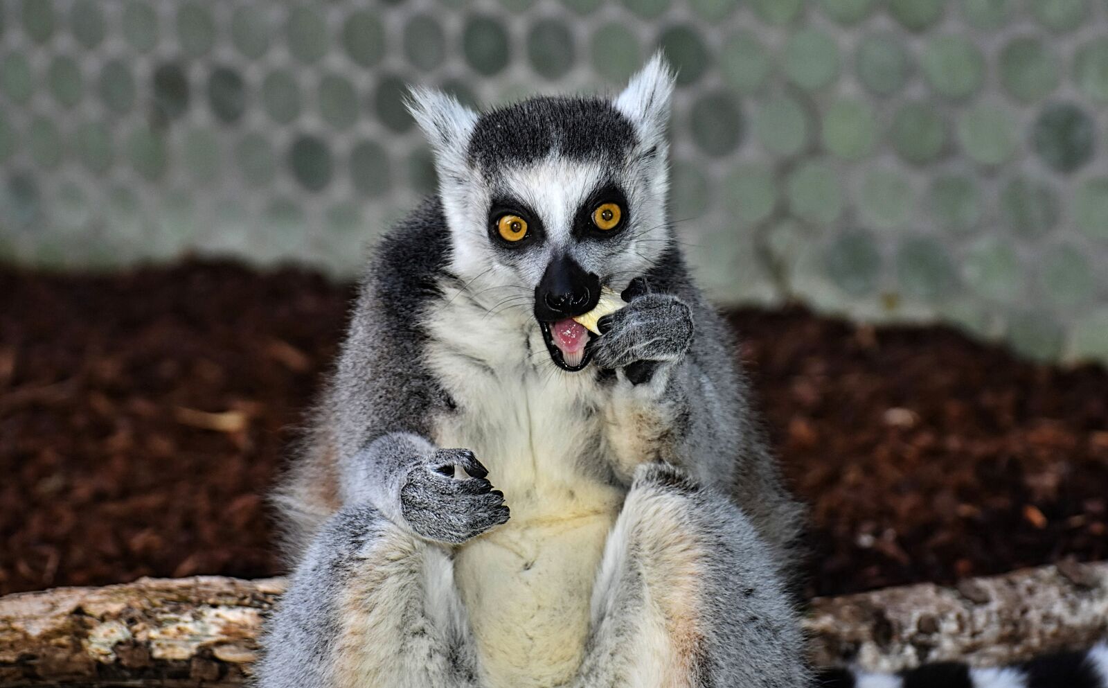 Nikon D7200 sample photo. Monkey, lemur, cute photography