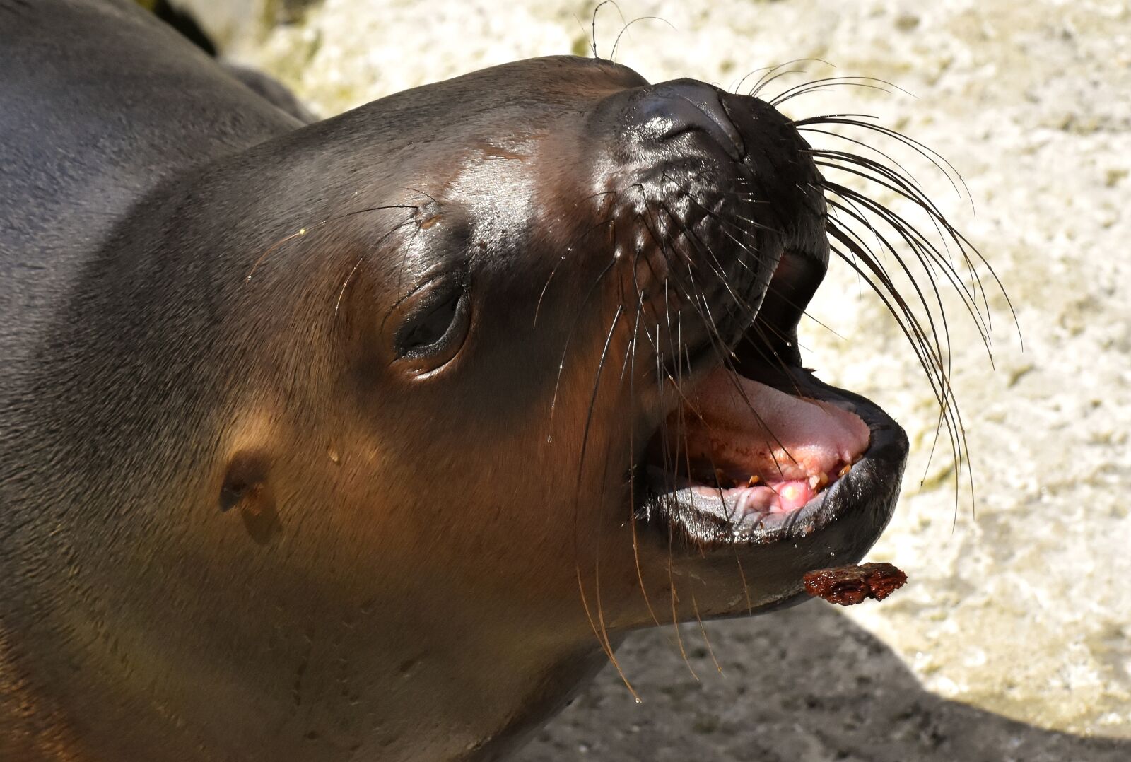 Nikon D7200 sample photo. Seal, sea lion, eat photography