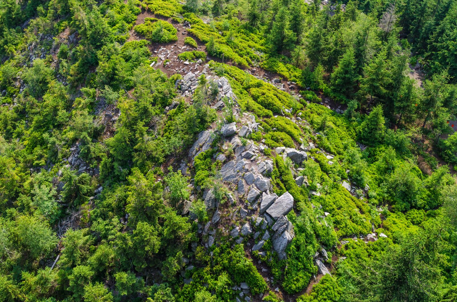Nikon D5100 sample photo. Conifers, daylight, fir, trees photography