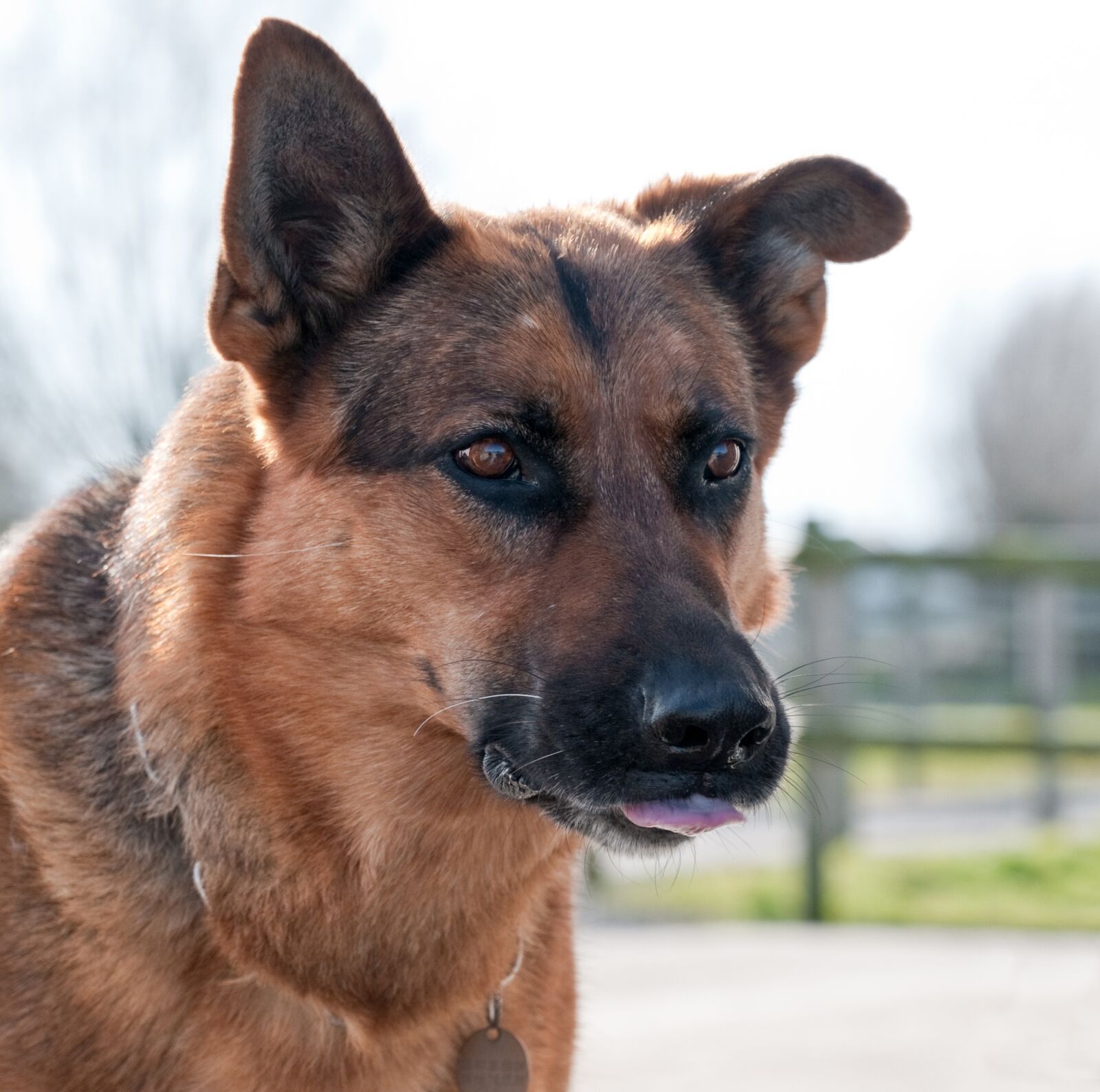 Nikon D300 sample photo. Dog, german shepherd, head photography