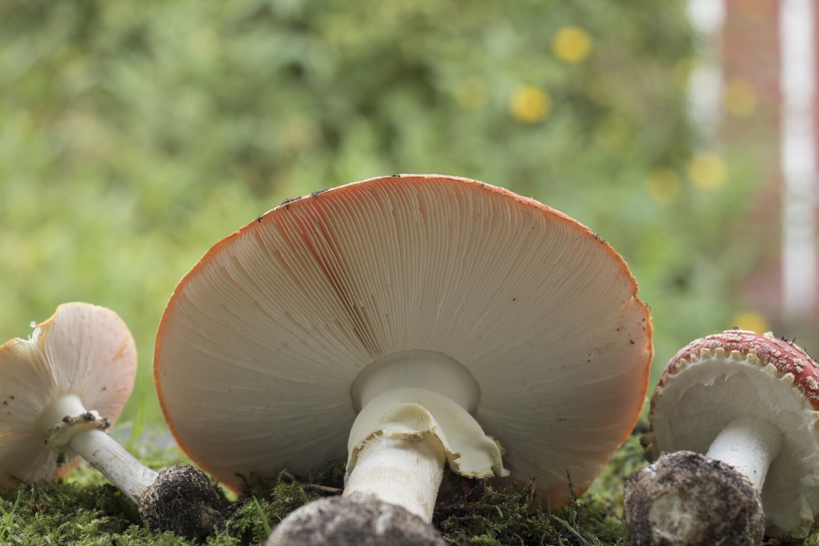 Olympus OM-D E-M5 II + Olympus M.Zuiko Digital ED 12-40mm F2.8 Pro sample photo. Matryoshka, red fly agaric photography