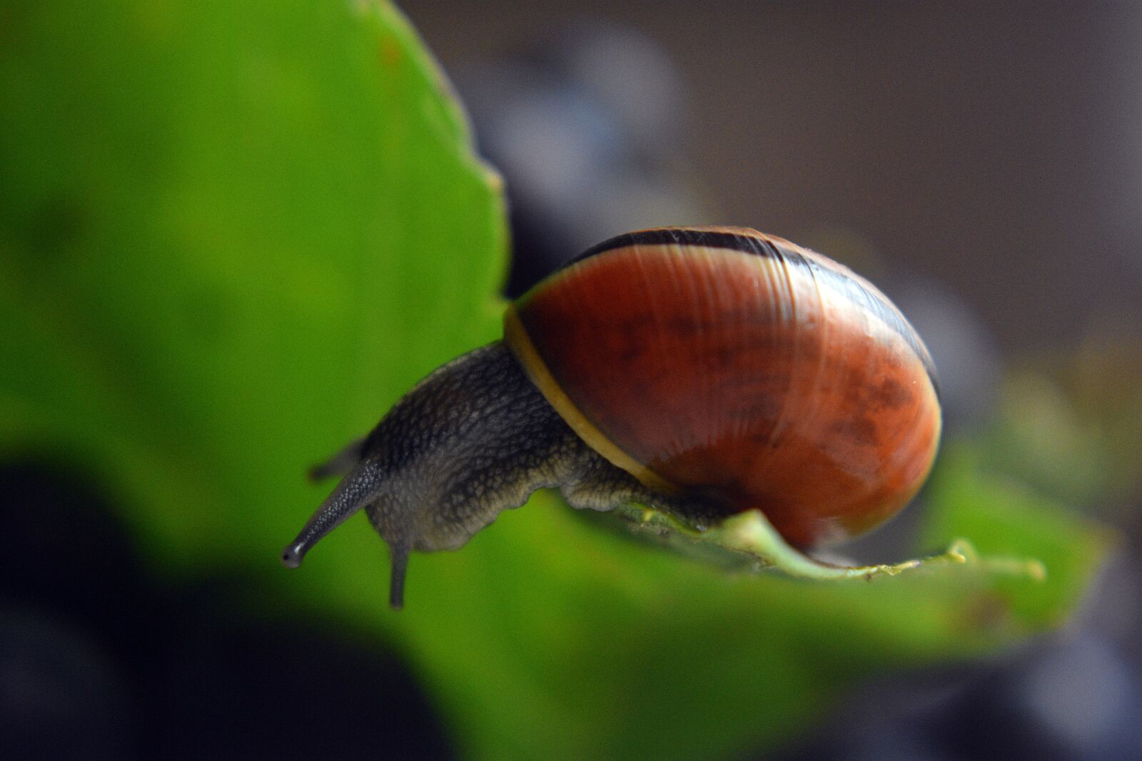 Nikon D3400 sample photo. Snail, molluscum, slowly photography