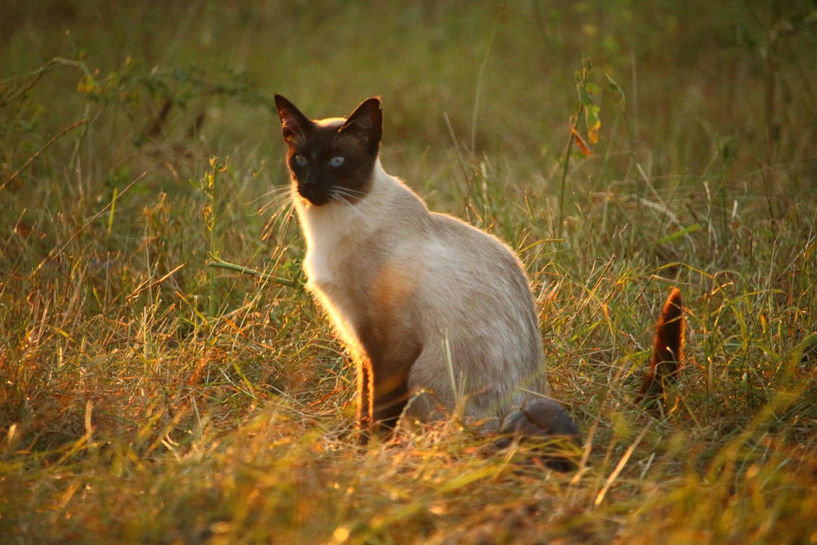 Canon EOS 100D (EOS Rebel SL1 / EOS Kiss X7) sample photo. Cat, mieze, siamese cat photography