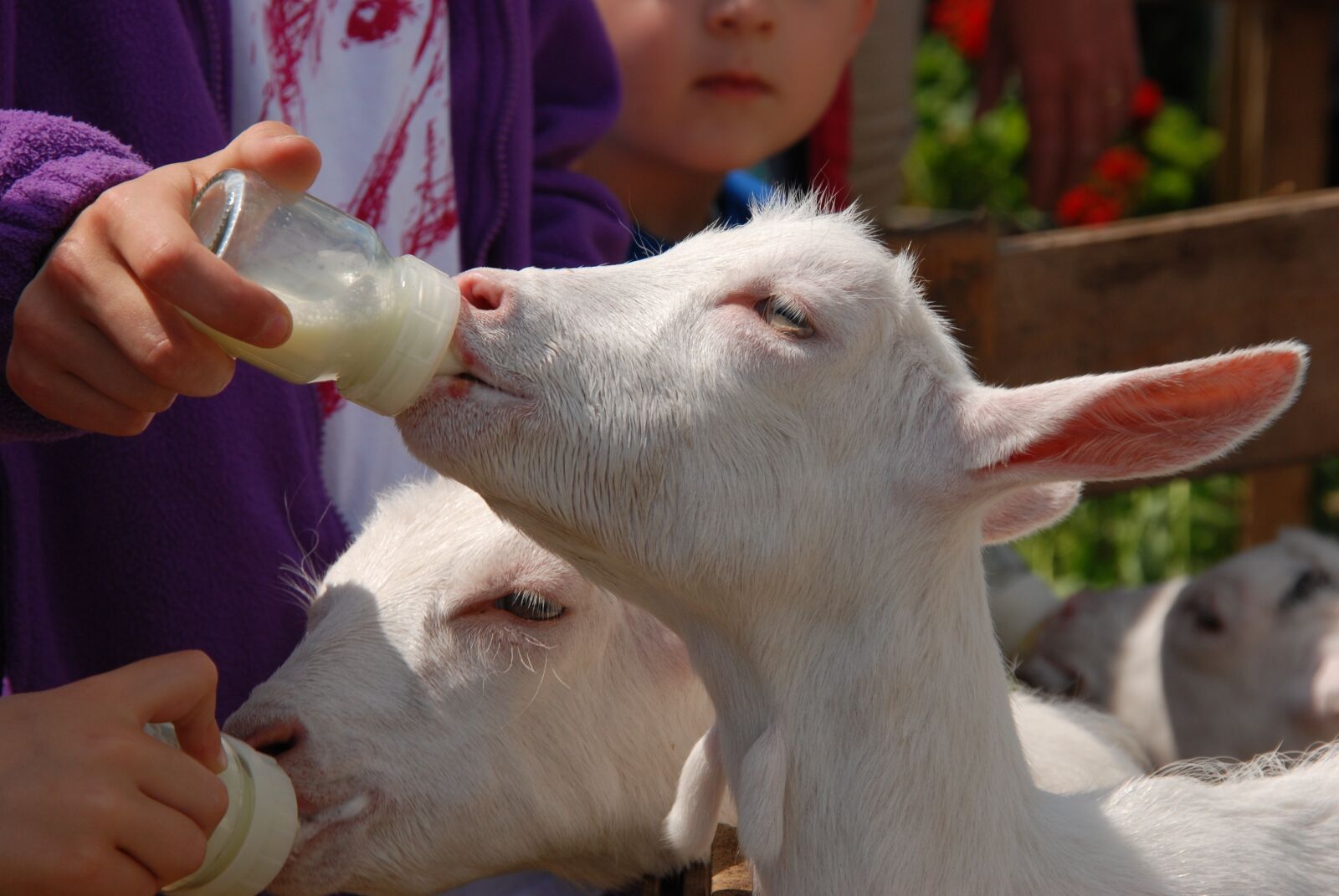 Nikon D80 sample photo. Goat, bottle, feed photography