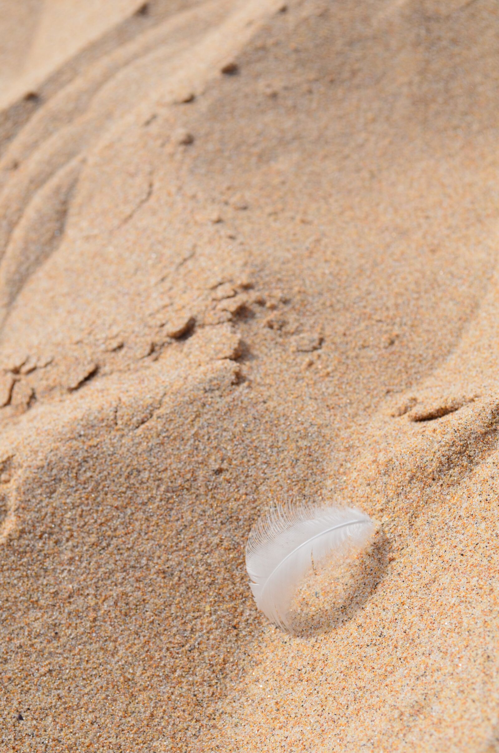 Nikon D5100 sample photo. Feather, beach, sand photography