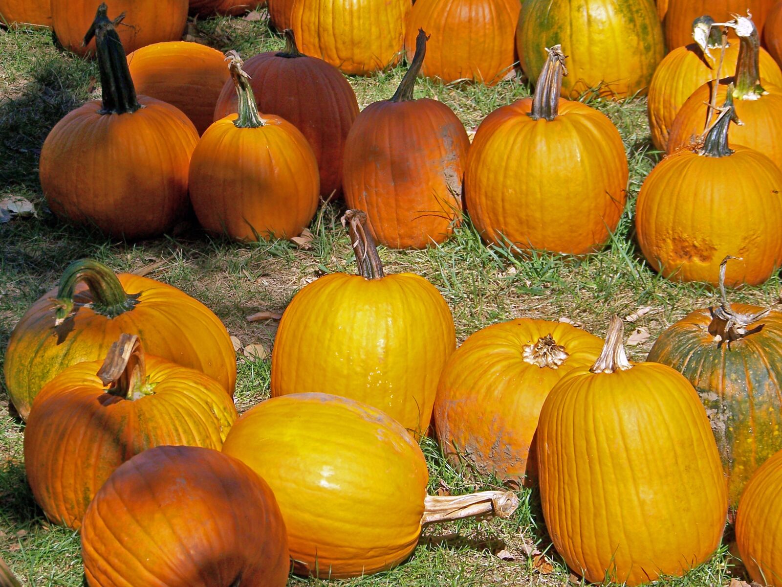 Kodak Z612 ZOOM DIGITAL CAMERA sample photo. Pumpkins, vegetable, orange photography