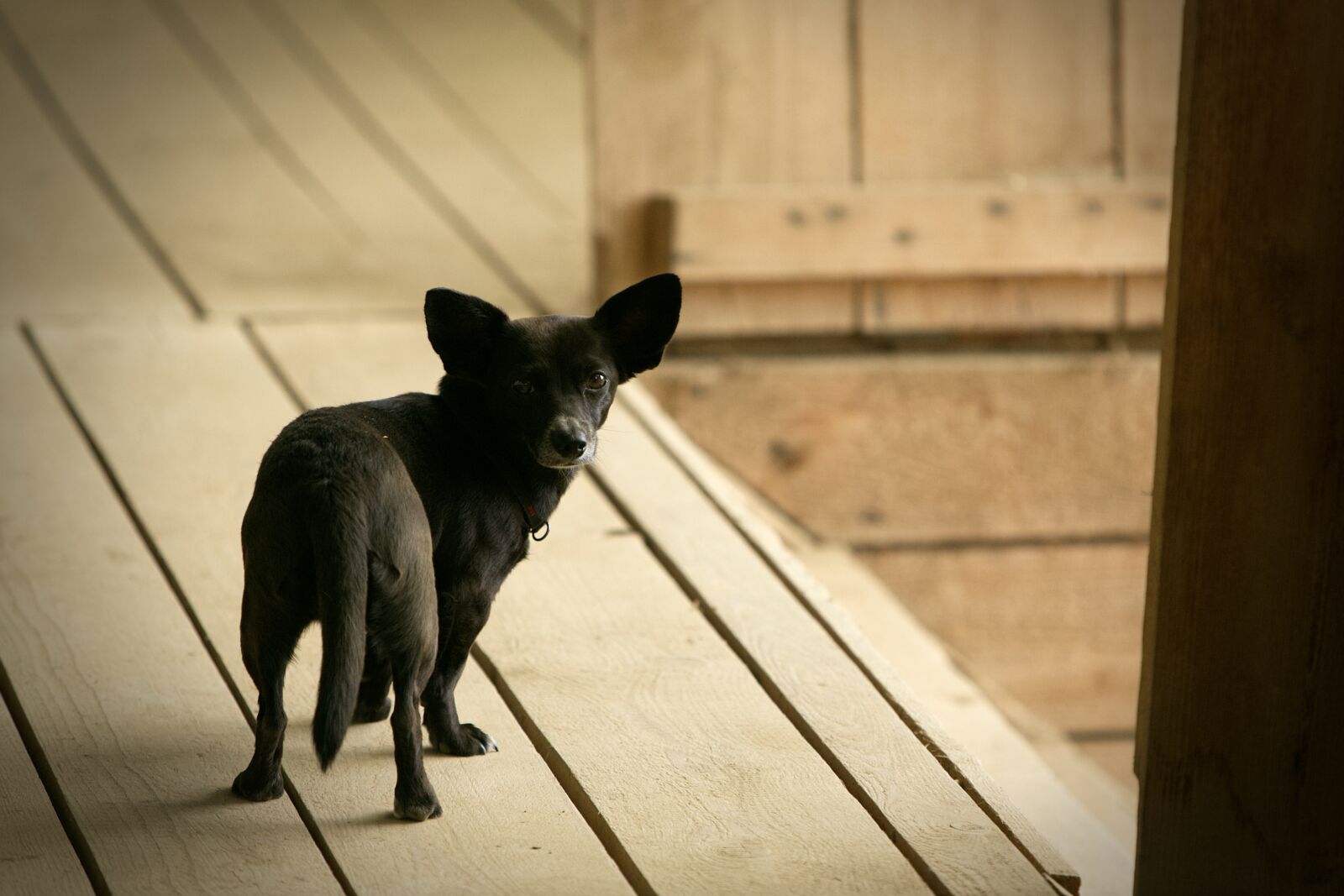 Canon EF 70-200mm F2.8L IS USM sample photo. Dog, black, animal photography