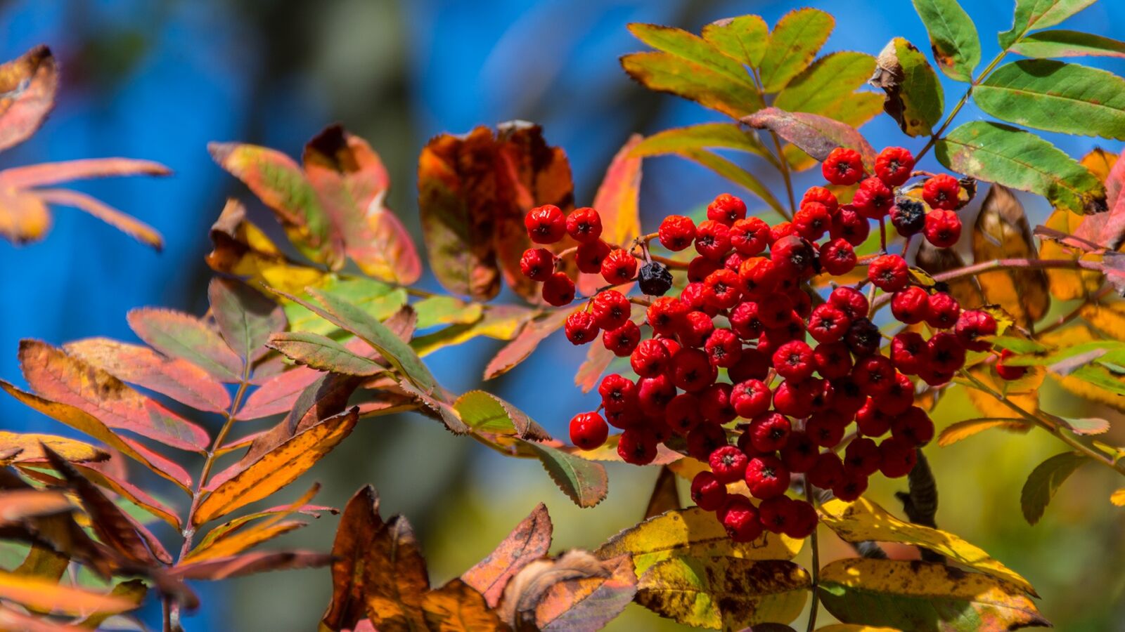 Nikon D7100 sample photo. Nature, decline, autumn photography