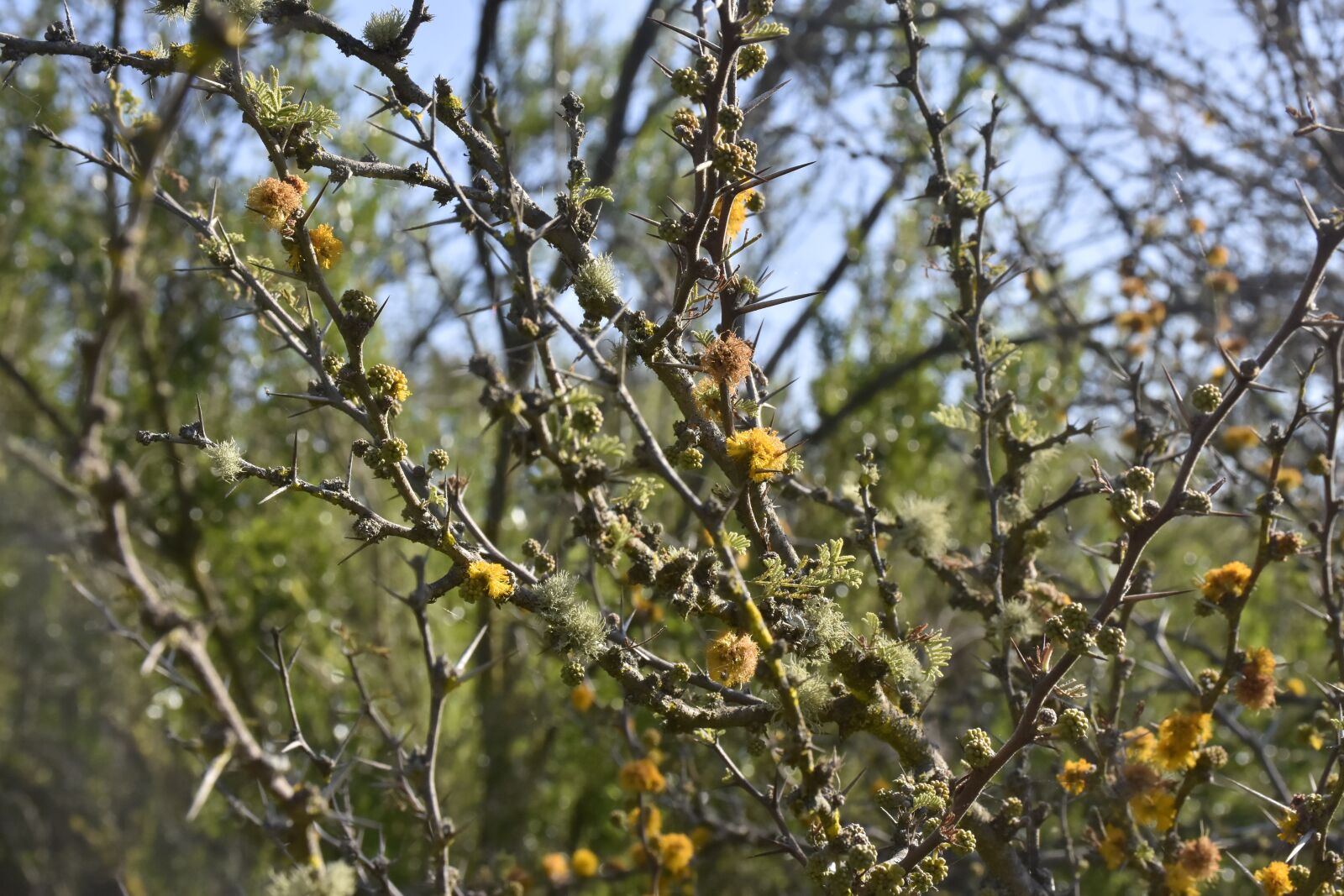 Nikon D7200 sample photo. Flowers, plants, nature photography