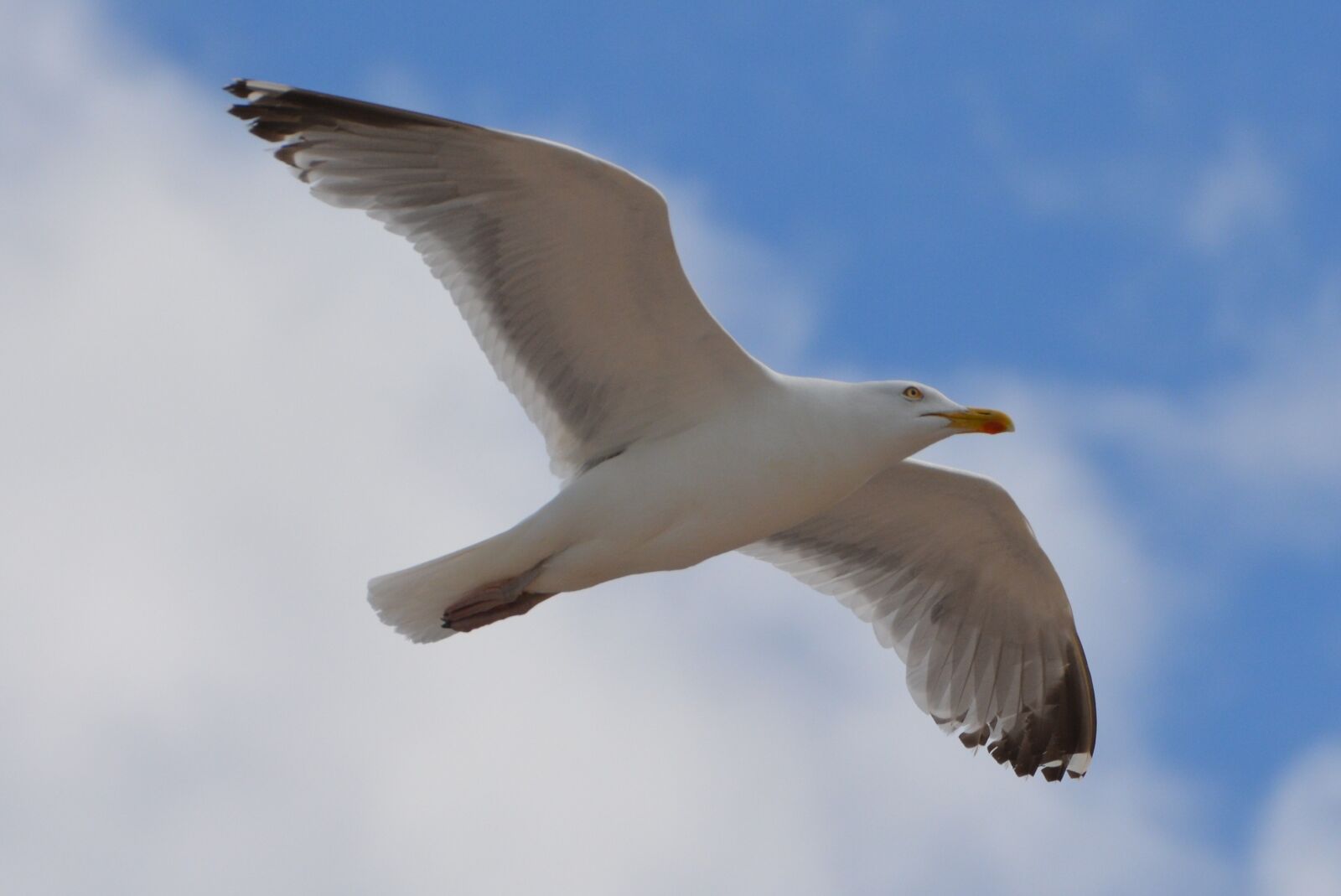 Nikon D5200 sample photo. Seagull, bird, animal photography
