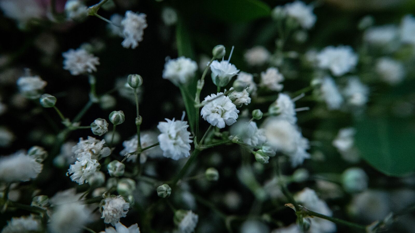 Olympus OM-D E-M10 II sample photo. Gypsophila, flowers, nature photography