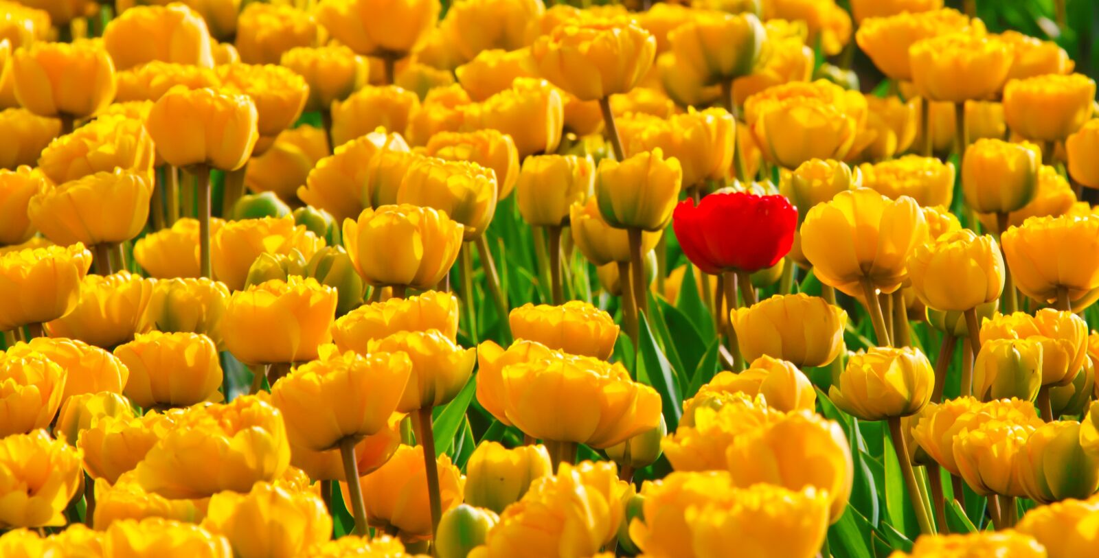 Canon EOS 5D Mark II sample photo. Yellow, petaled, flowers, with photography