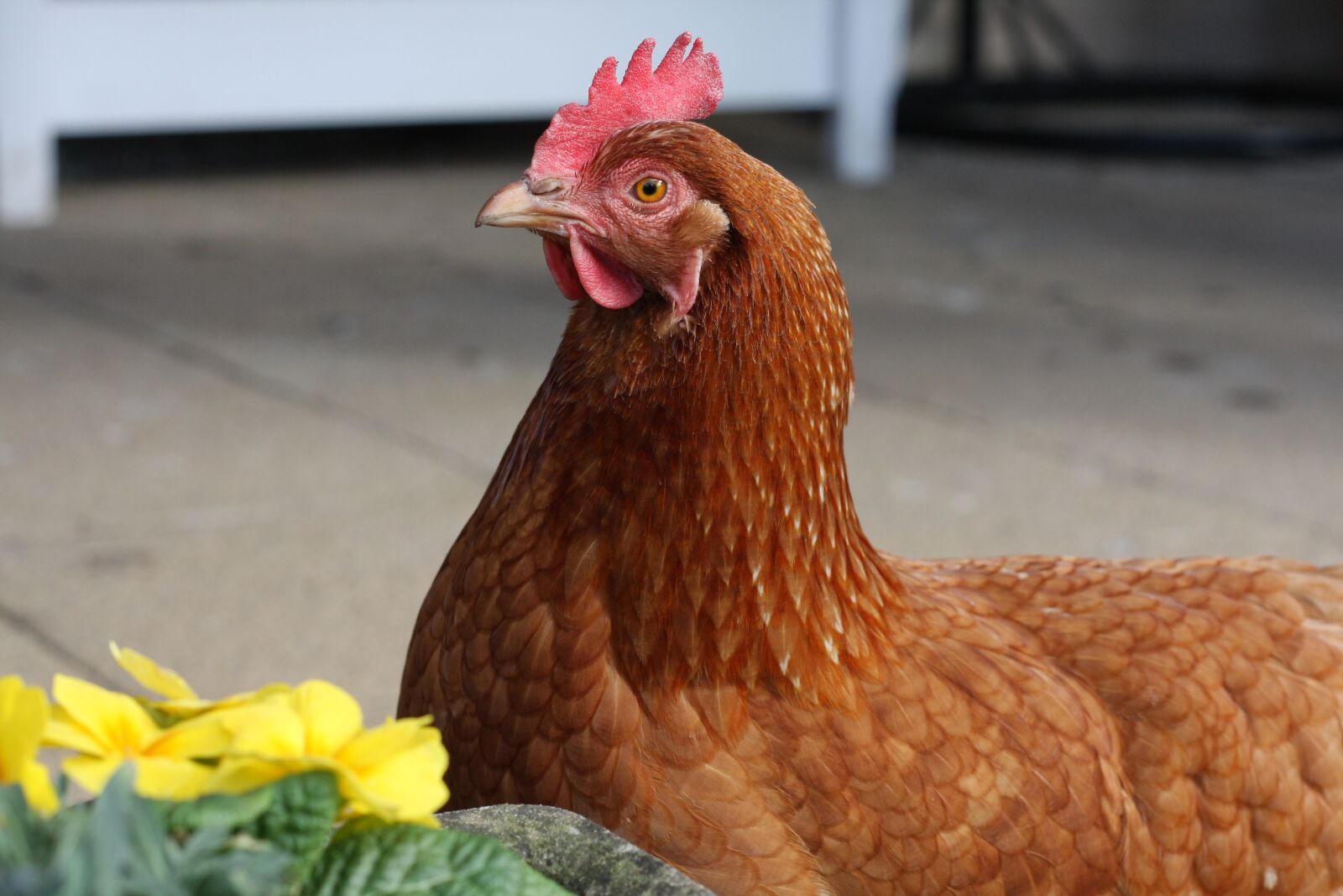 Canon EOS 40D sample photo. Chicken, hen, animal photography