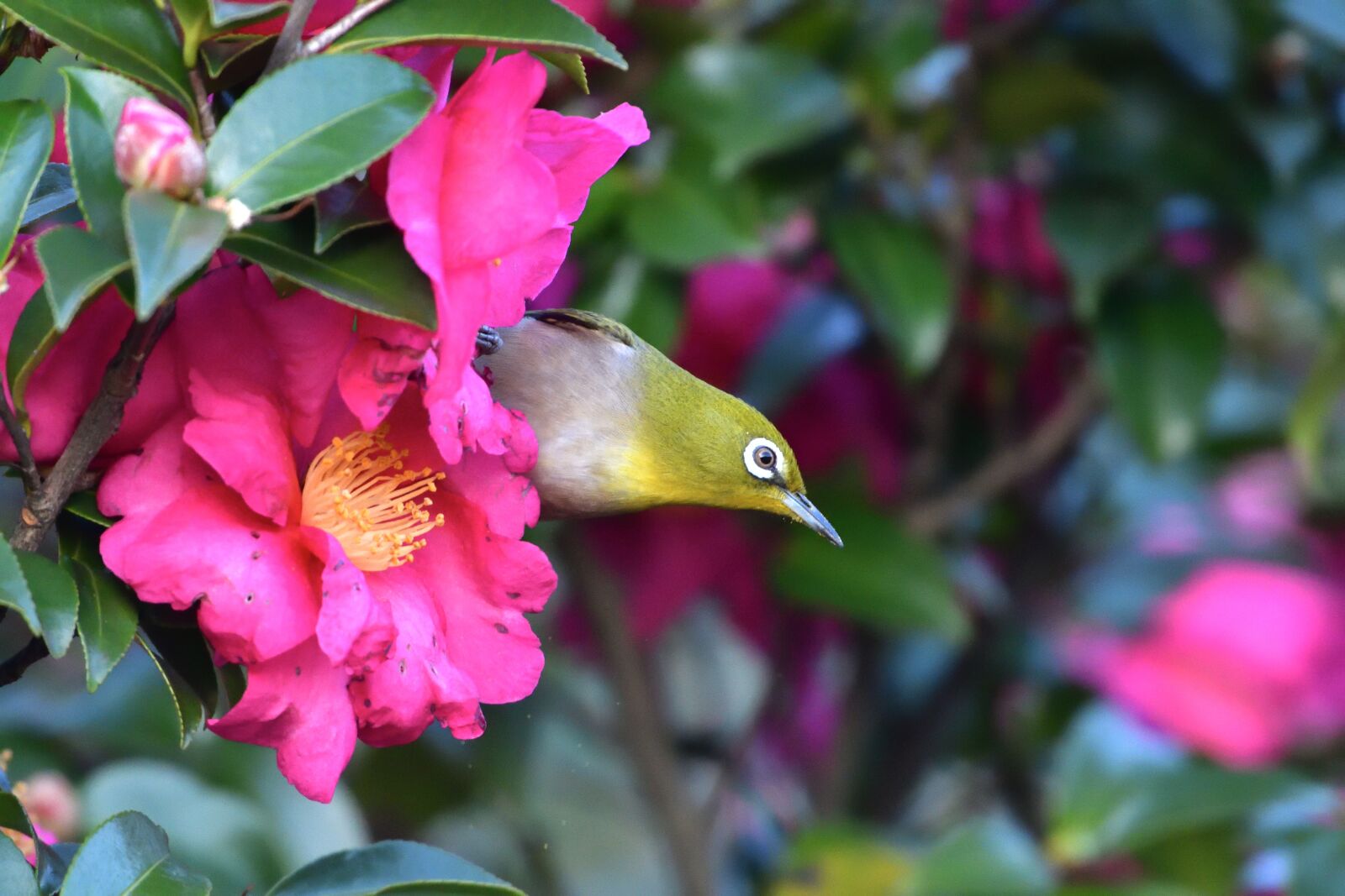 Nikon D500 sample photo. Garden, flowers, natural photography