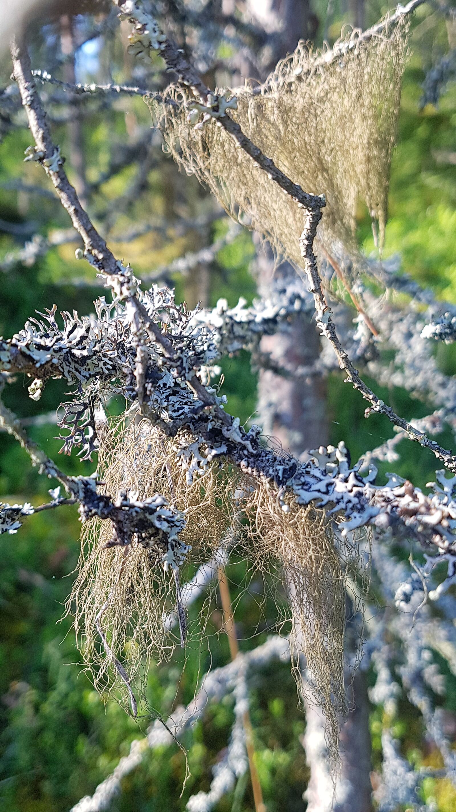 Samsung Galaxy S7 Edge sample photo. Lichen, tree, summer photography
