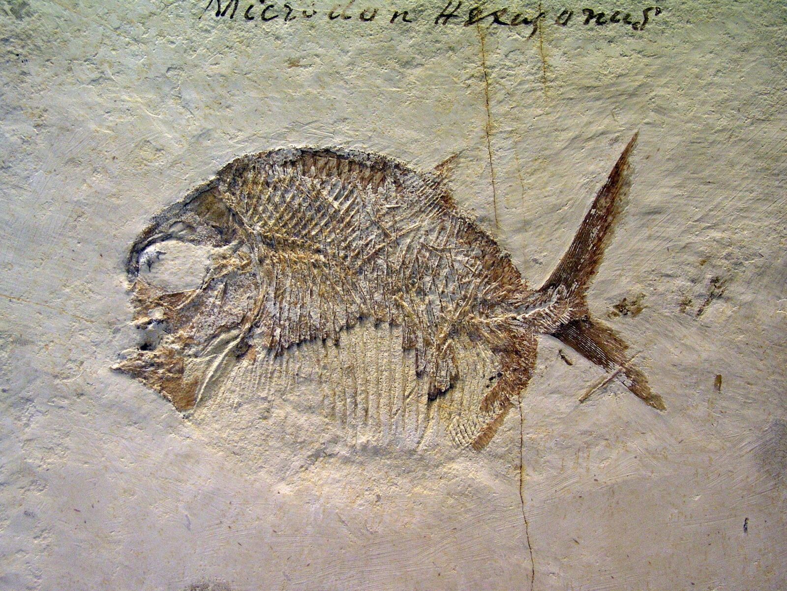 Olympus C5050Z sample photo. Fossil, fish, stone photography