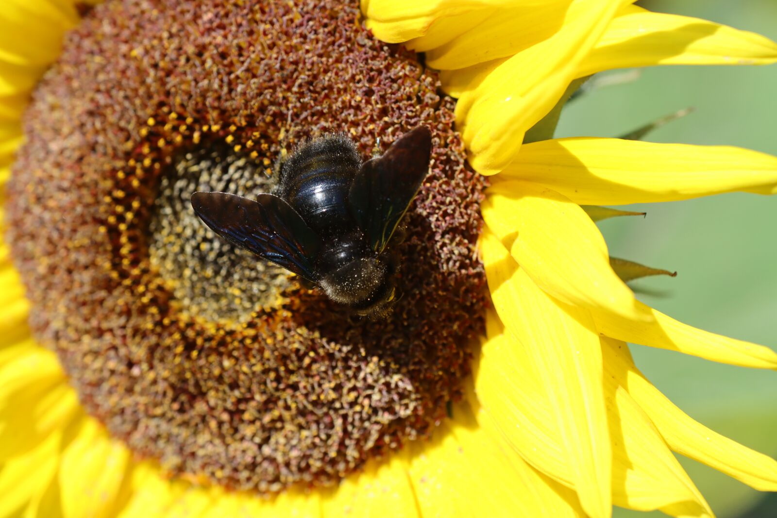 Canon EF 180mm F3.5L Macro USM sample photo. Bee, nectar, insect photography