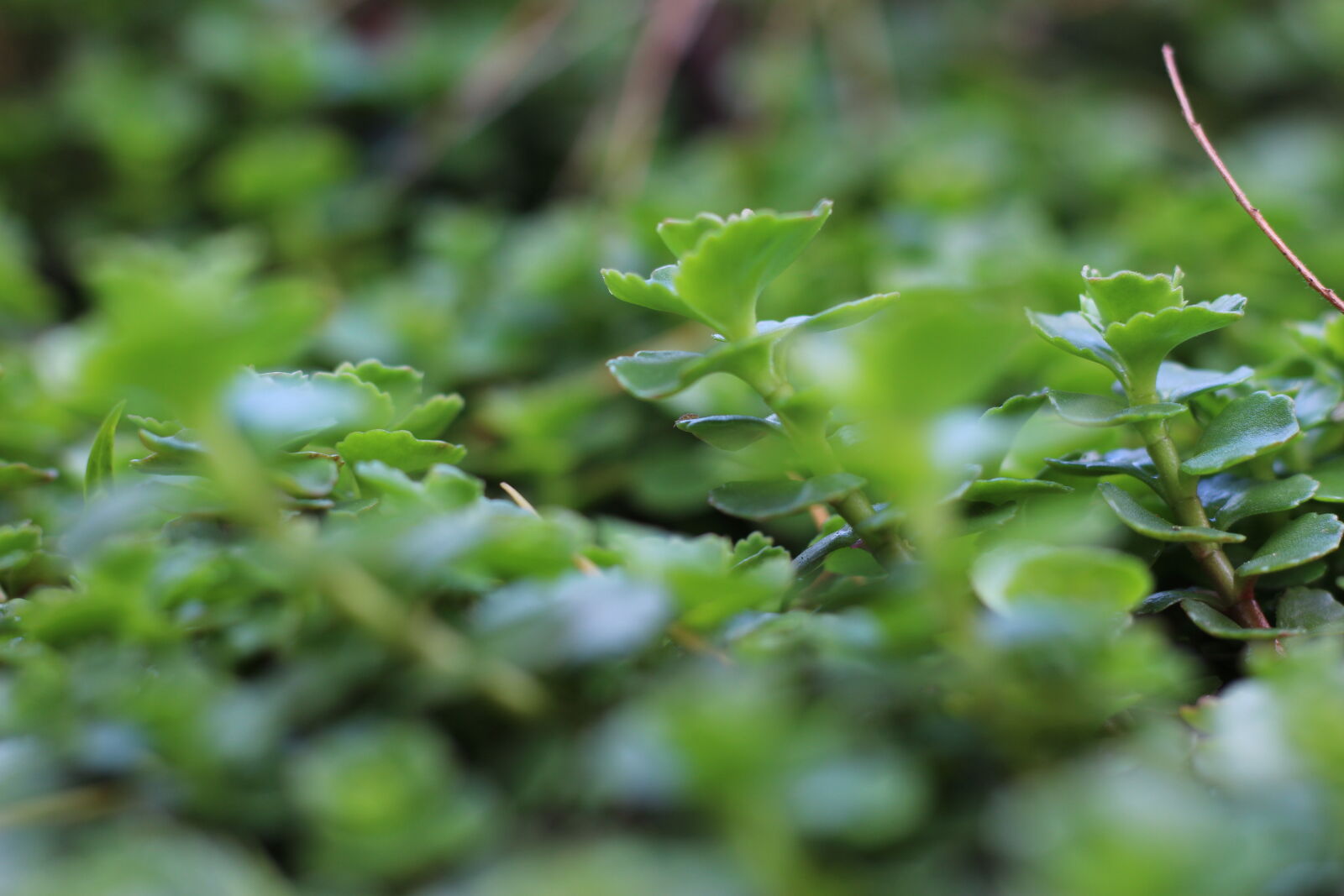 Canon EF 50mm F1.8 STM sample photo. Bush, close, up, plant photography
