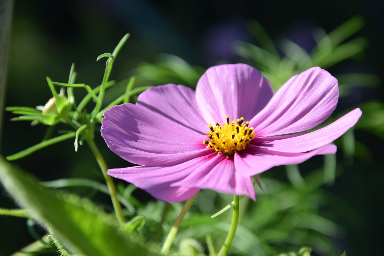 Nikon D5300 sample photo. Flower, cosmea, blossom photography