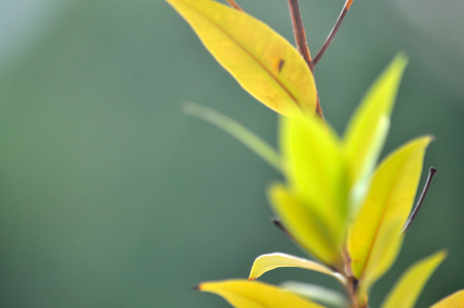 Nikon D5000 sample photo