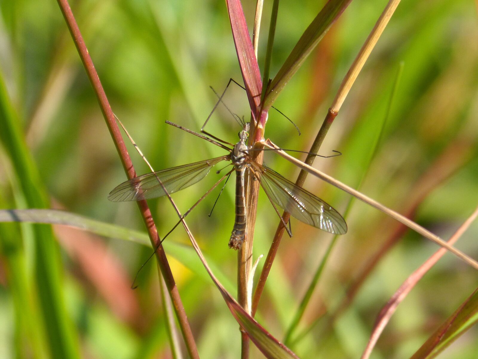 Panasonic DMC-FZ62 sample photo. T pula, fake mosquito photography