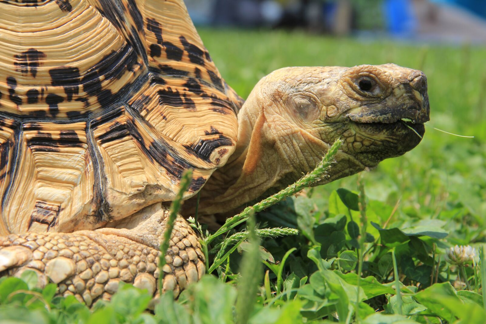 Canon EOS 60D sample photo. Turtle, creatures, natural photography