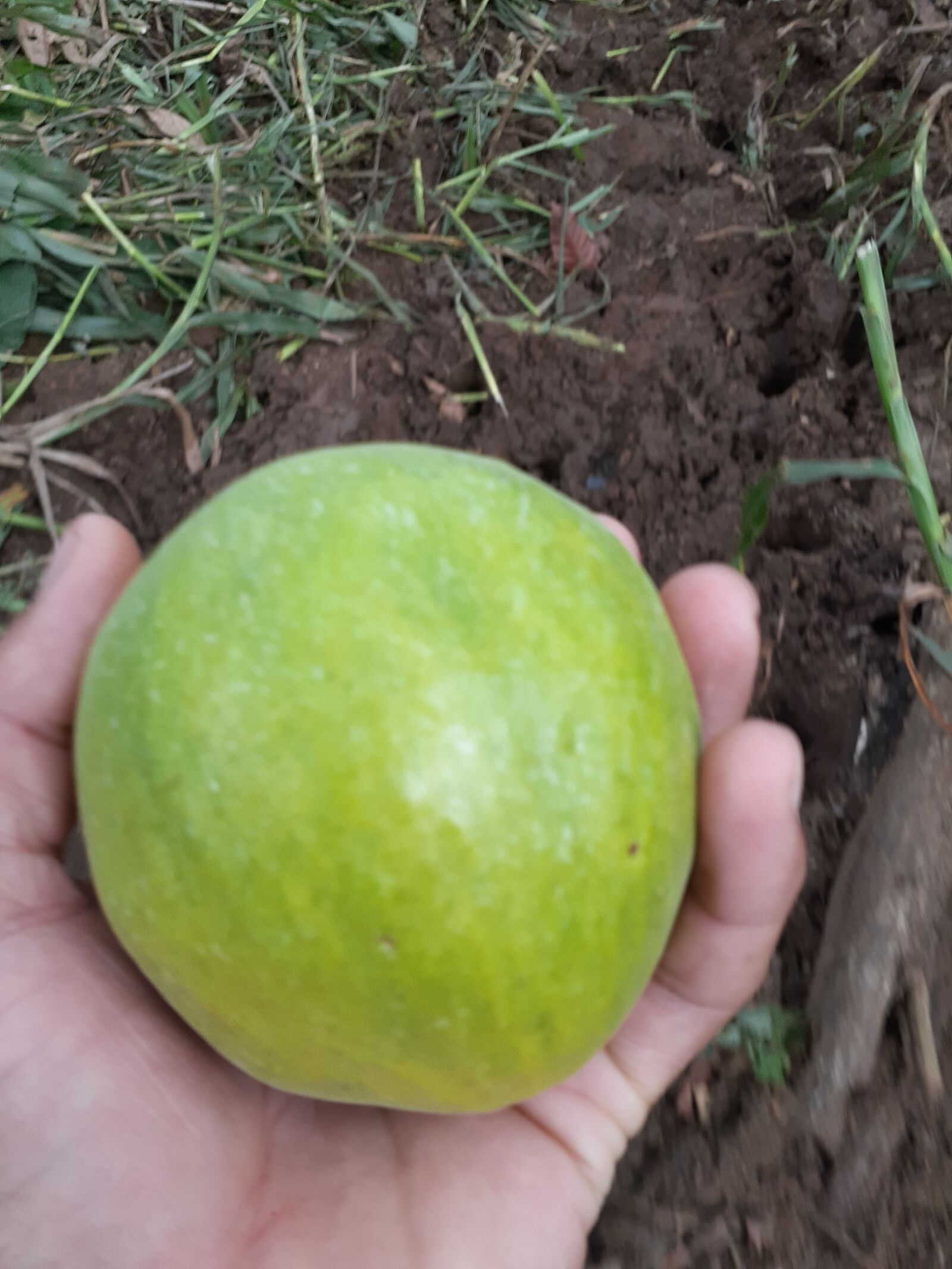 Samsung Galaxy A20 sample photo. Fruit, food, hand photography