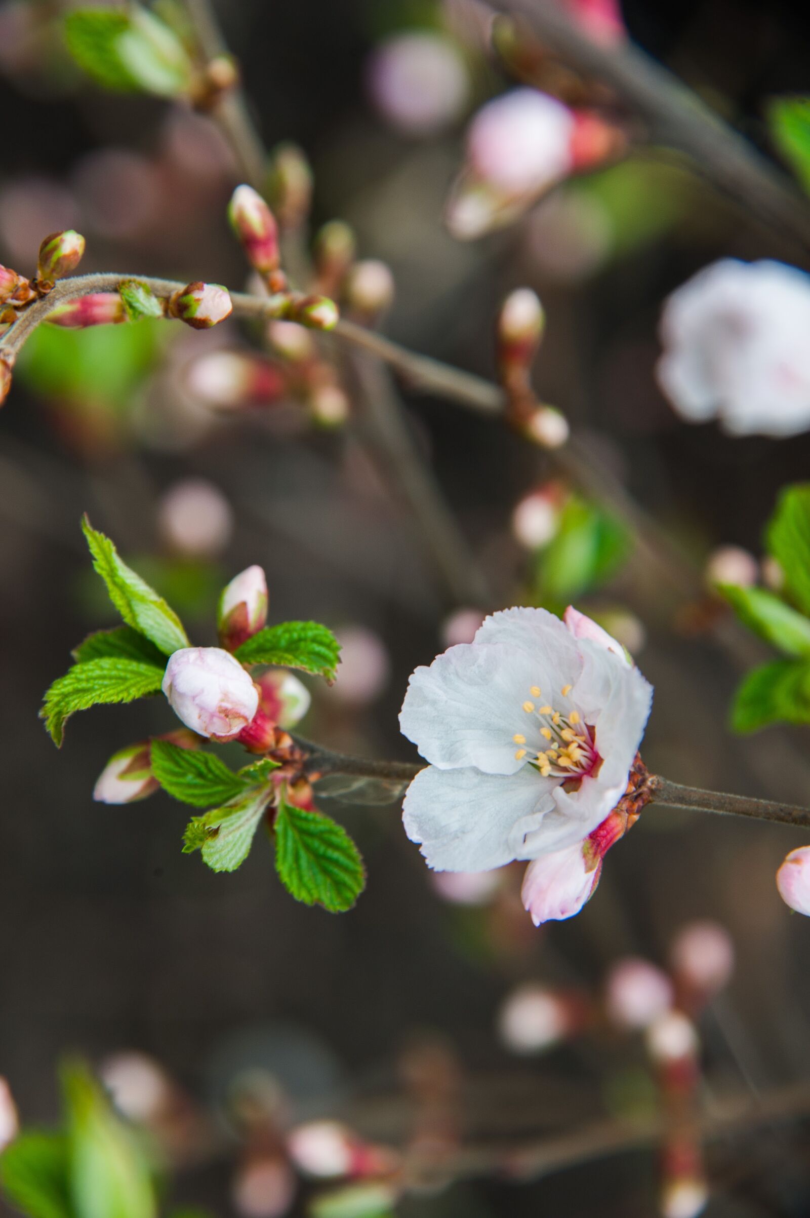 Nikon D700 sample photo. Spring, cherry, flowers photography