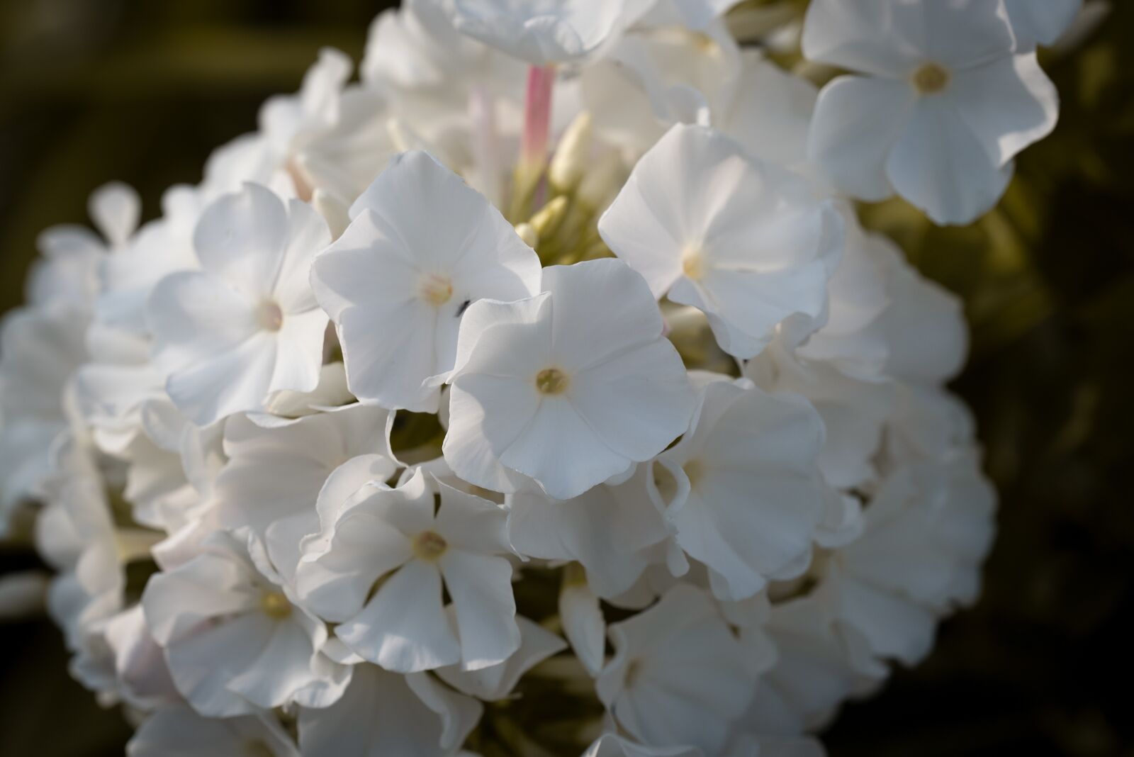 Nikon D750 sample photo. Flower, blossom, bloom photography
