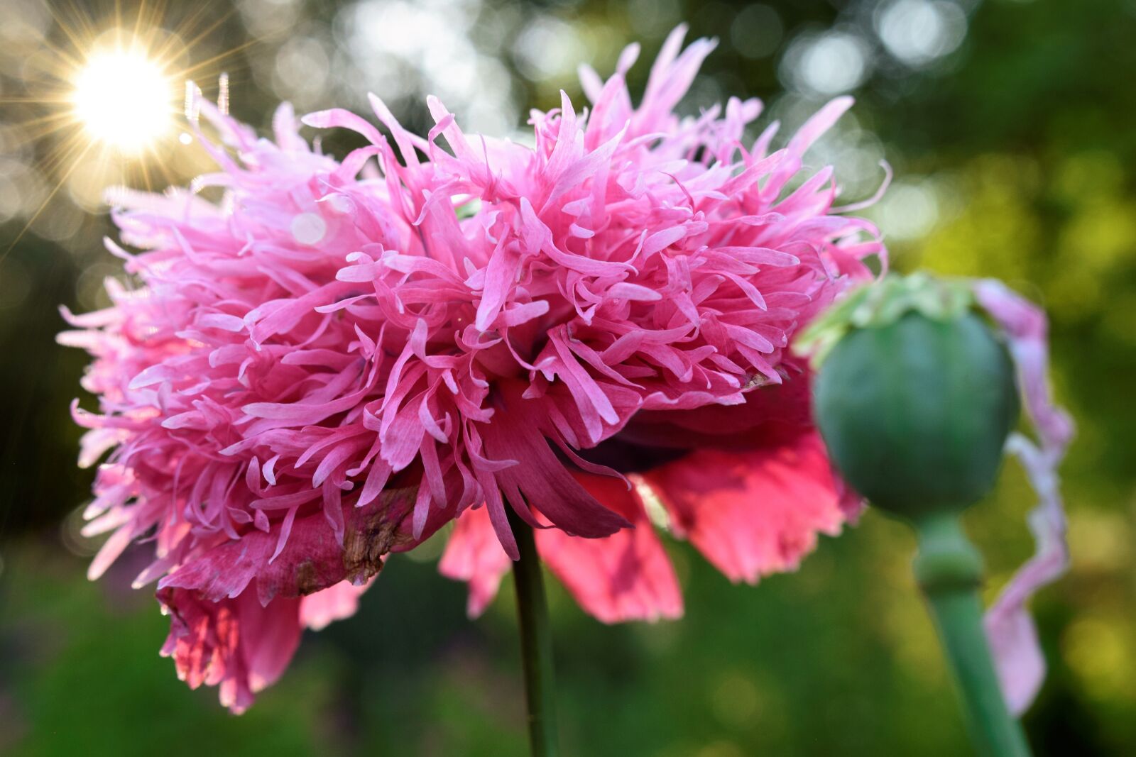 Nikon D5300 sample photo. Poppy, blossom, bloom photography