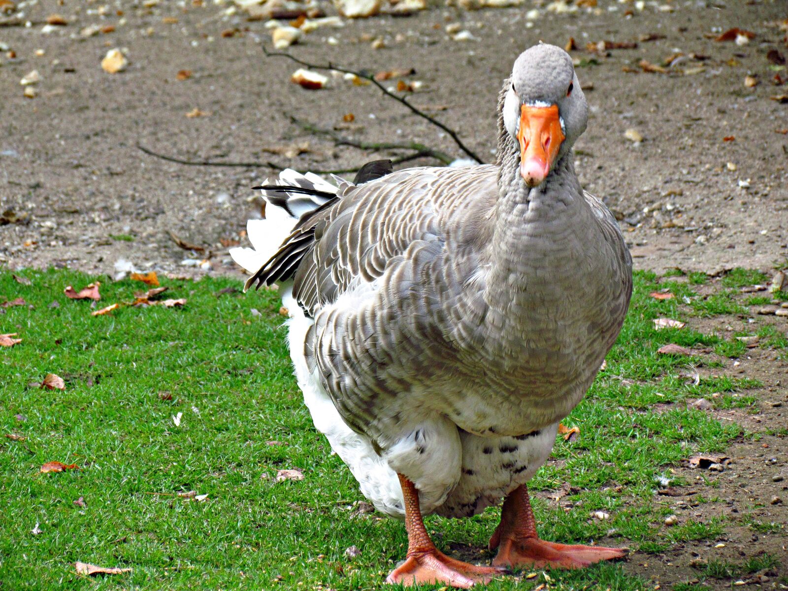 Canon PowerShot SX30 IS sample photo. Goose, beak, bird photography