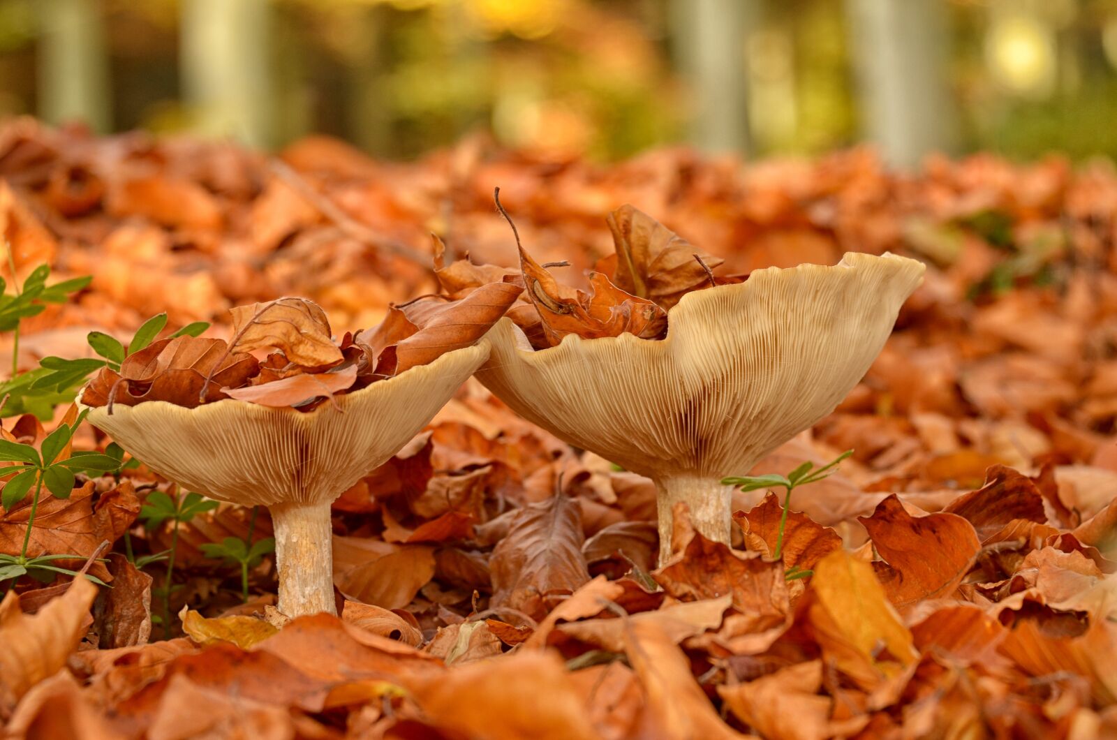 Nikon D5100 sample photo. Mushroom, autumn, nature photography