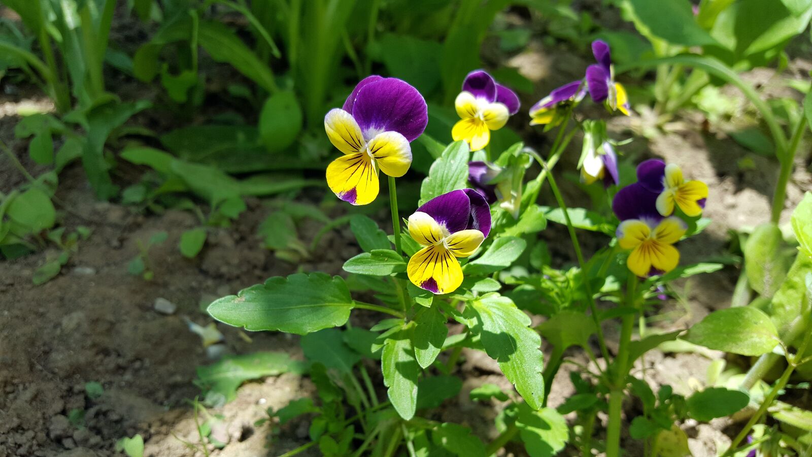 Samsung Galaxy S6 sample photo. Pansy, pansy flower, viola photography