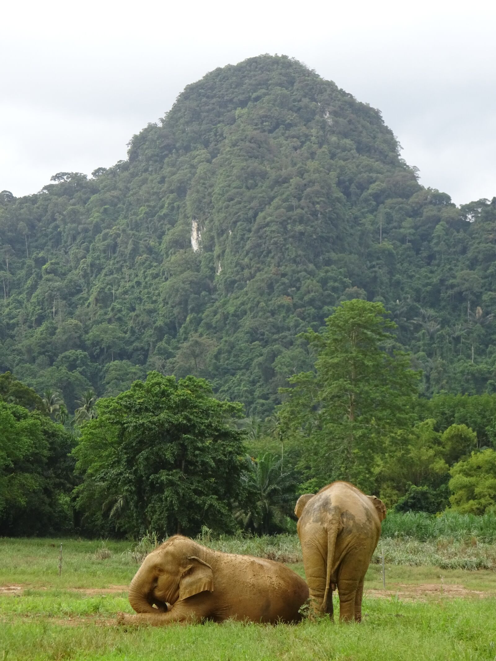 Sony Cyber-shot DSC-WX350 sample photo. Thailand, elephant, nature photography