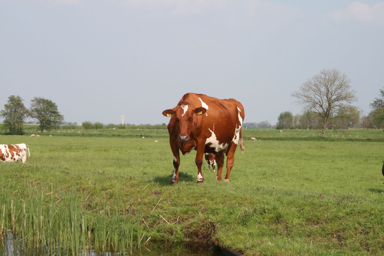 Canon EOS 400D (EOS Digital Rebel XTi / EOS Kiss Digital X) sample photo. Nature, cows, landscape photography